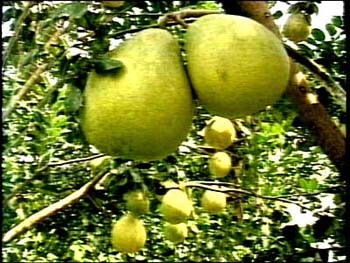 Nam Roi grapefruits Nam Roi grapefruits